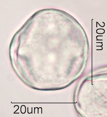 Coffee Pollen