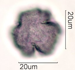Coffee Pollen