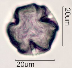 Coffee Pollen