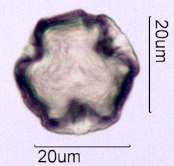 Coffee Pollen