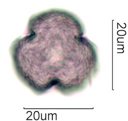 Coffee Pollen