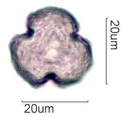 Coffee Pollen