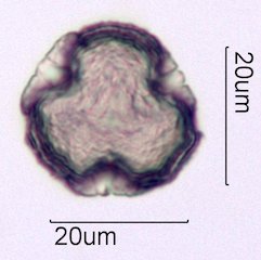 Coffee Pollen