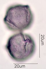Coffee Pollen