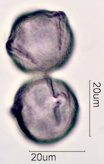 Coffee Pollen