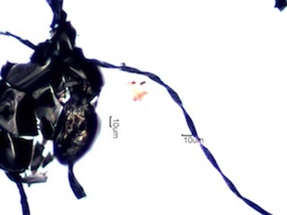Burned Wiring