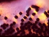 Carbon Fiber Composite, Thin Section