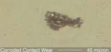 Silver Contact Wear Corroded by Sulfur