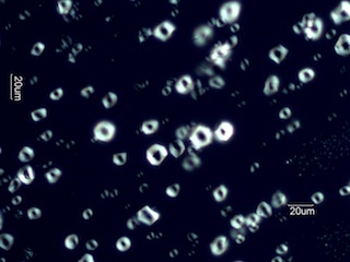 Corn Starch Under the Microscope
