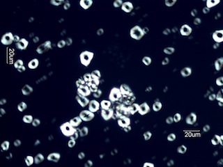 Corn Starch Under the Microscope