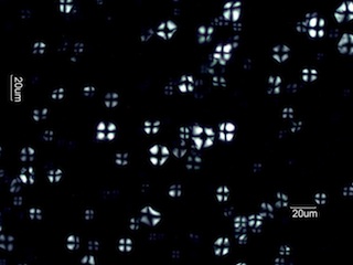 Corn Starch Under the Microscope