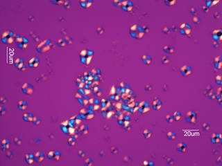 Corn Starch Under the Microscope