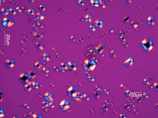 Corn Starch Under the Microscope