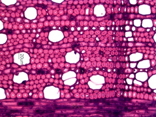 Cornus florida, Cross-Section