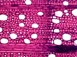 Cornus florida, Cross-Section