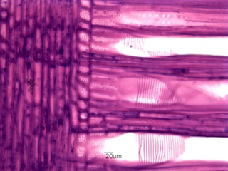 Cornus florida, Radial-Section