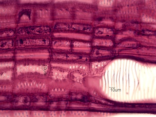 Cornus florida, Radial-Section
