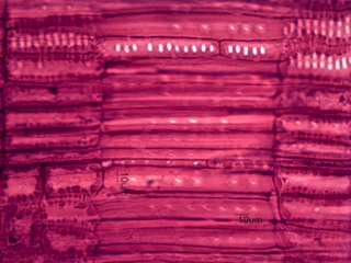 Cornus florida, Radial-Section
