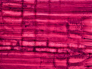 Cornus florida, Radial-Section