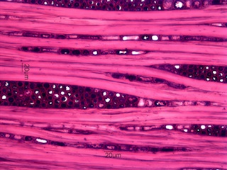 Cornus florida, Tangential-Section