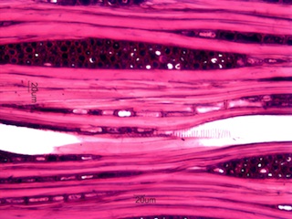 Cornus florida, Tangential-Section