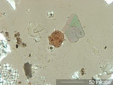 Cosmetics in House Dust