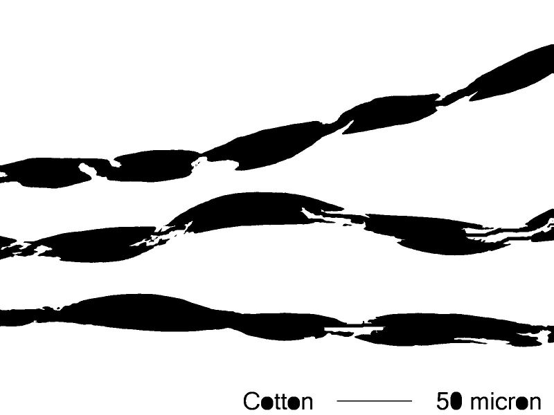 Cotton