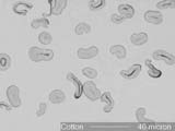 Cotton Fiber Cross-Section