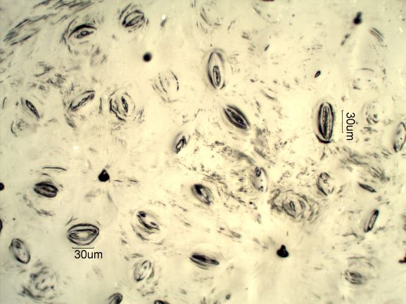 Stomata Under The Microscope