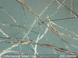 Cottonwood Seed Hair