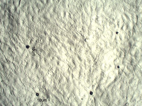 Stomata Under The Microscope
