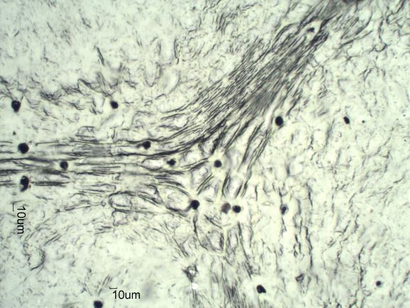 Stomata Under The Microscope