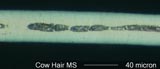Cow Hair