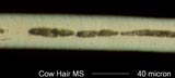 Cow Hair
