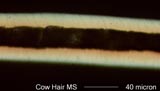 Cow Hair