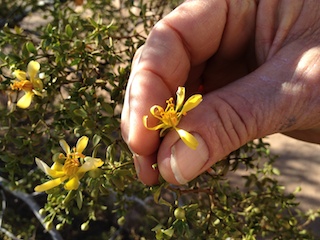 Creosote Bush (Larrea tridentata)