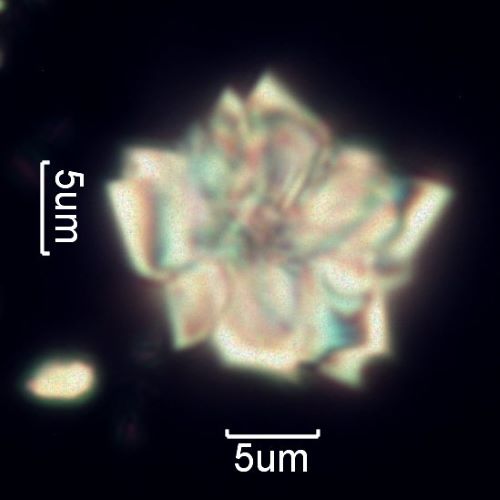 Calcium Oxalate Phytoliths