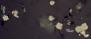 Calcium Oxalate Phytoliths