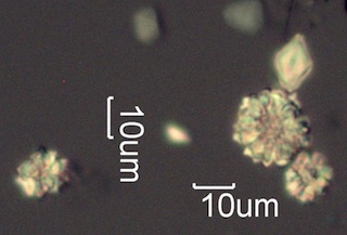 Calcium Oxalate Phytoliths