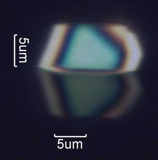 Calcium Oxalate Phytoliths