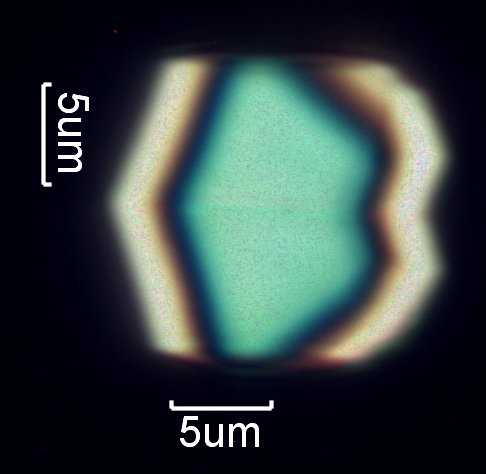 Calcium Oxalate Phytoliths