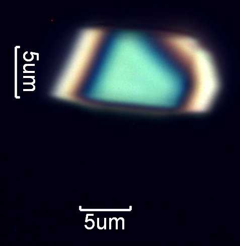 Calcium Oxalate Phytoliths
