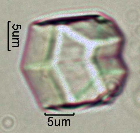Calcium Oxalate Phytoliths