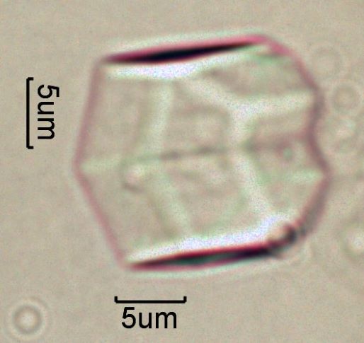 Calcium Oxalate Phytoliths