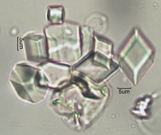 Calcium Oxalate Phytoliths
