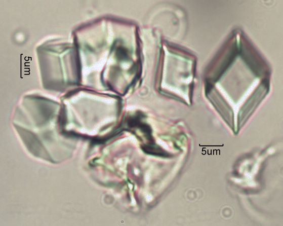 Calcium Oxalate Phytoliths