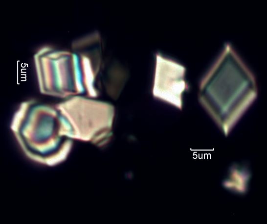Calcium Oxalate Phytoliths