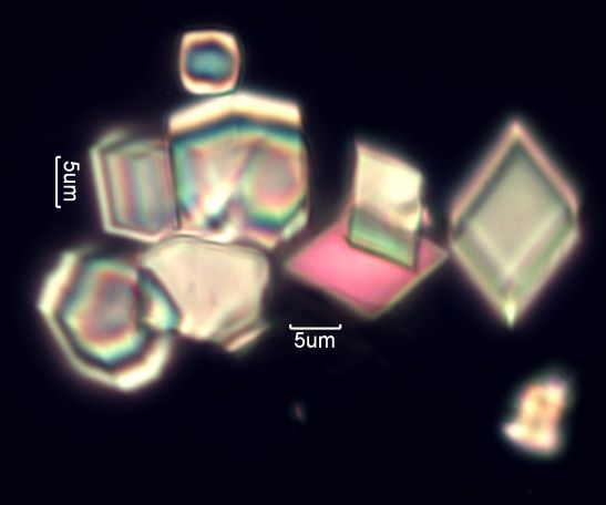 Calcium Oxalate Phytoliths