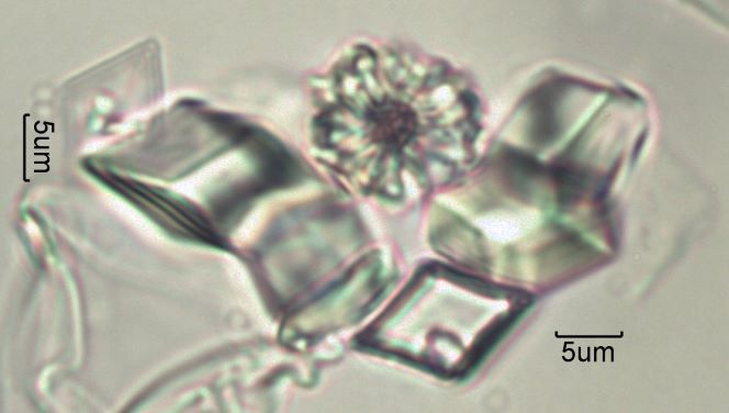 Calcium Oxalate Phytoliths
