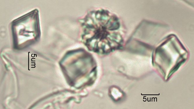 Calcium Oxalate Phytoliths